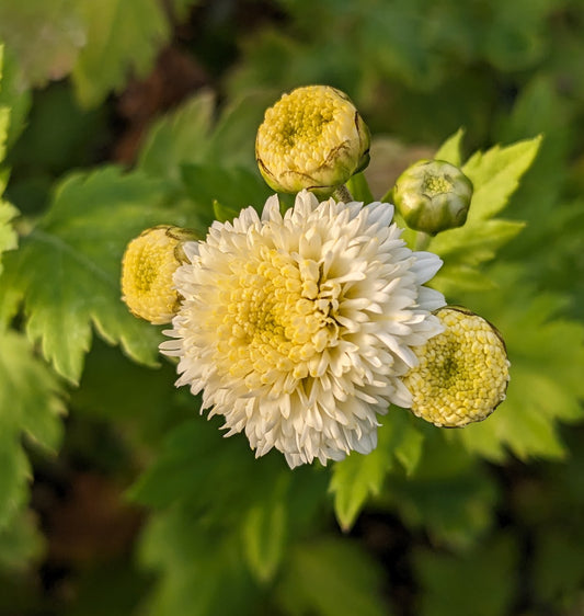 *RETAIL - Chrysanthemum morifolium 'Gong Ju Hua'