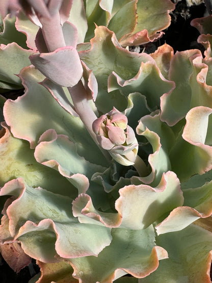 *RETAIL - Echeveria 'Aquarius'