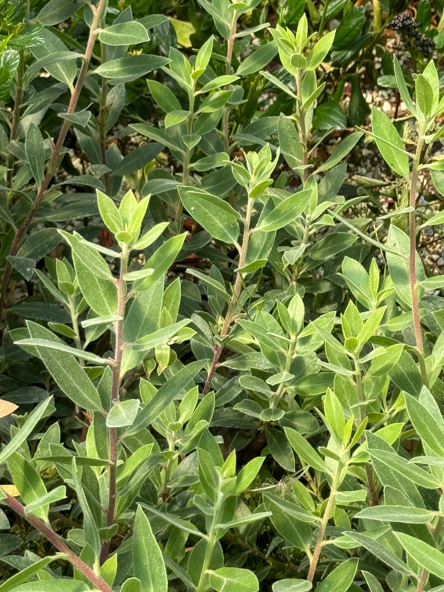 Arctostaphylos 'Pacific Mist'