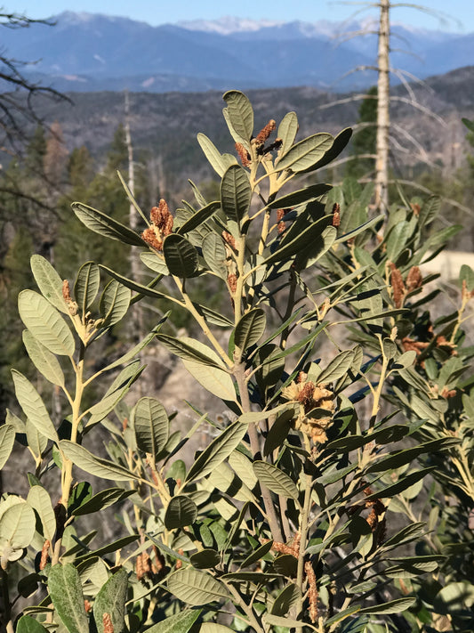 Notholithocarpus densiflorus [dwarf Buckhorn summit]