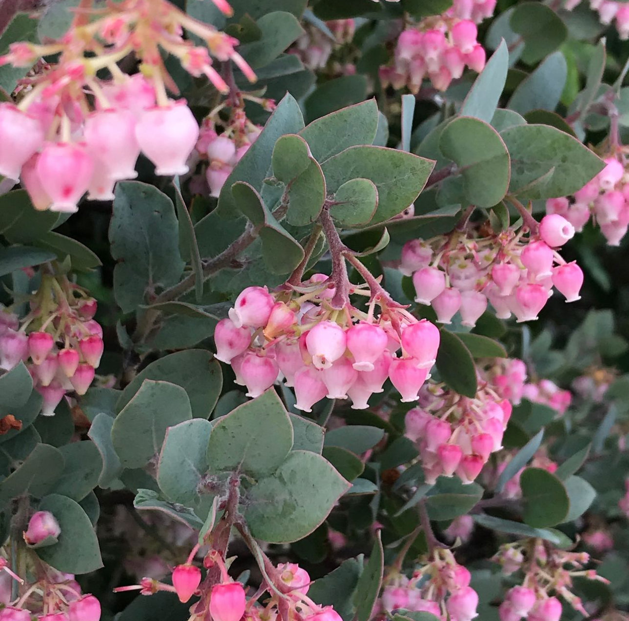 *RETAIL - Arctostaphylos pajaroensis 'Warren Roberts'