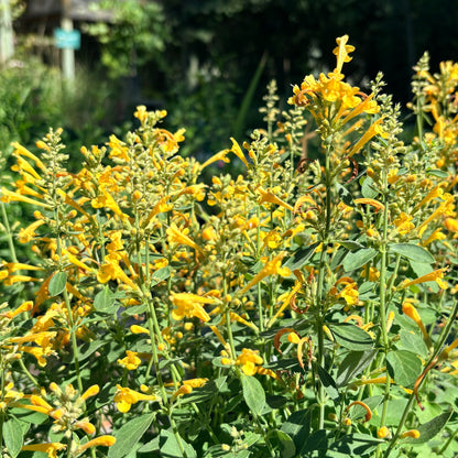 *RETAIL - Agastache 'Arizona™ Sun’
