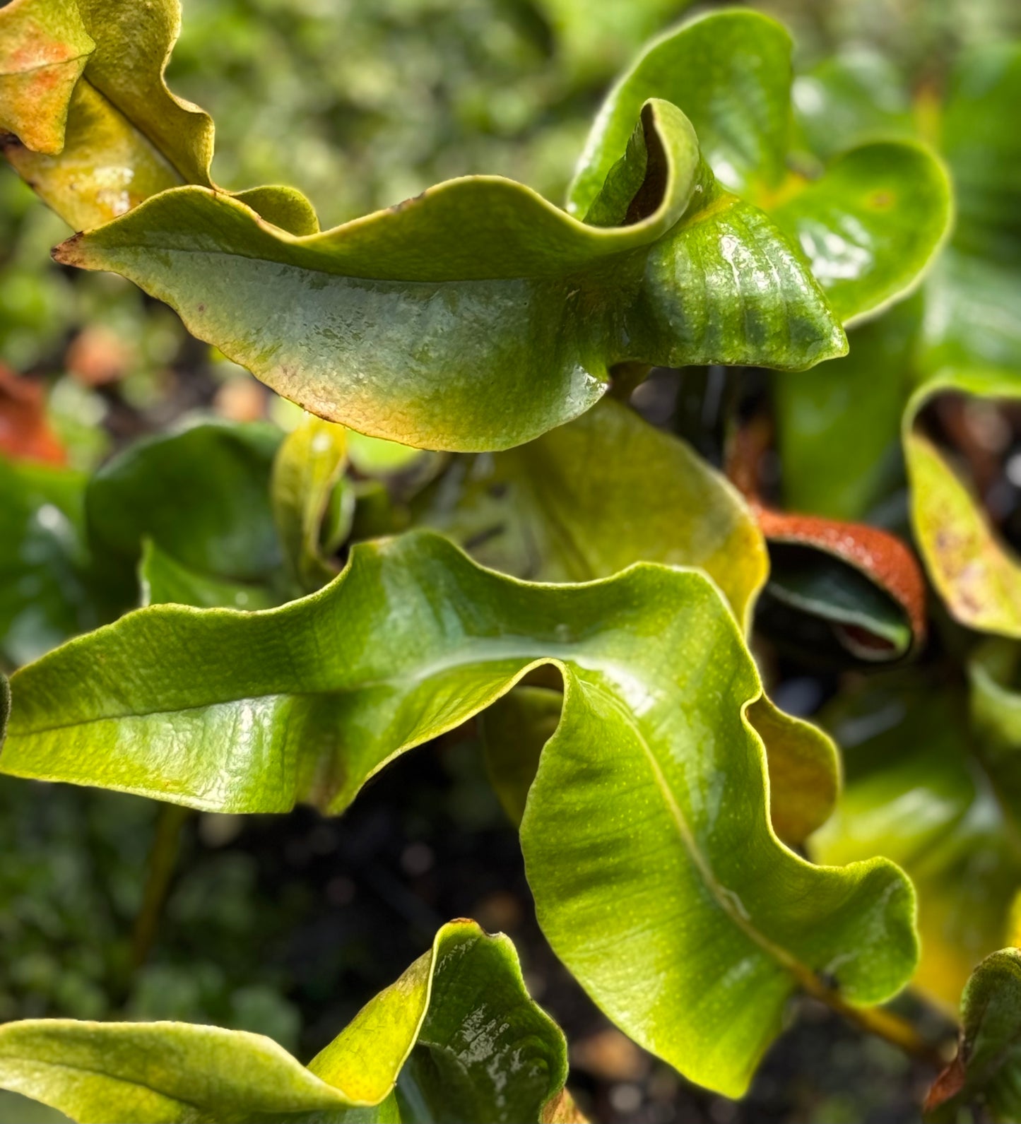 Pyrrosia lingua 'Eboshi' [Contorta]