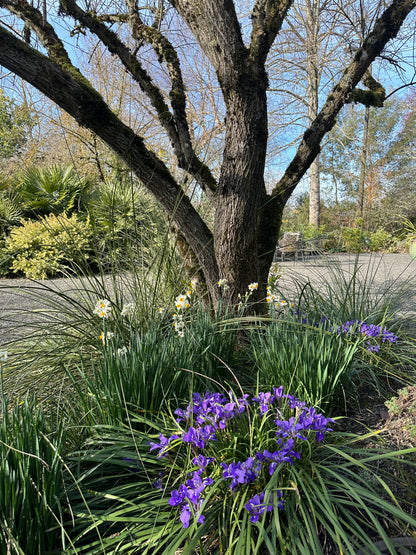 Iris unguicularis