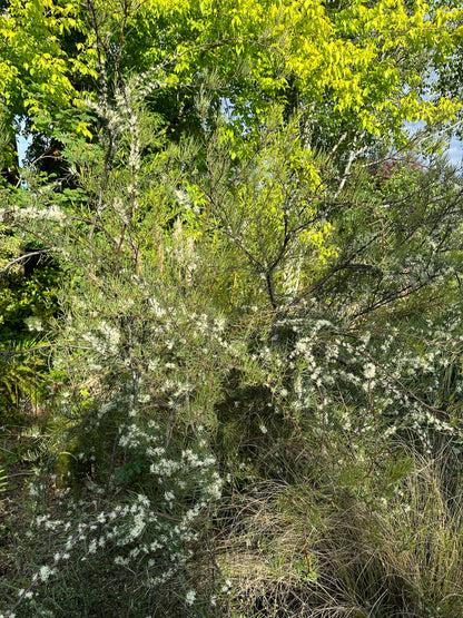 *RETAIL - Hakea lissosperma