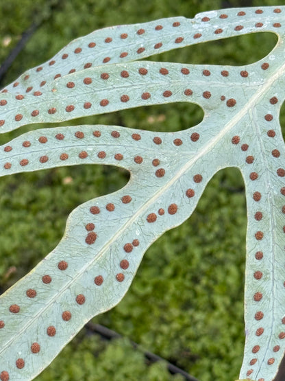 Phlebodium pseudoaureum