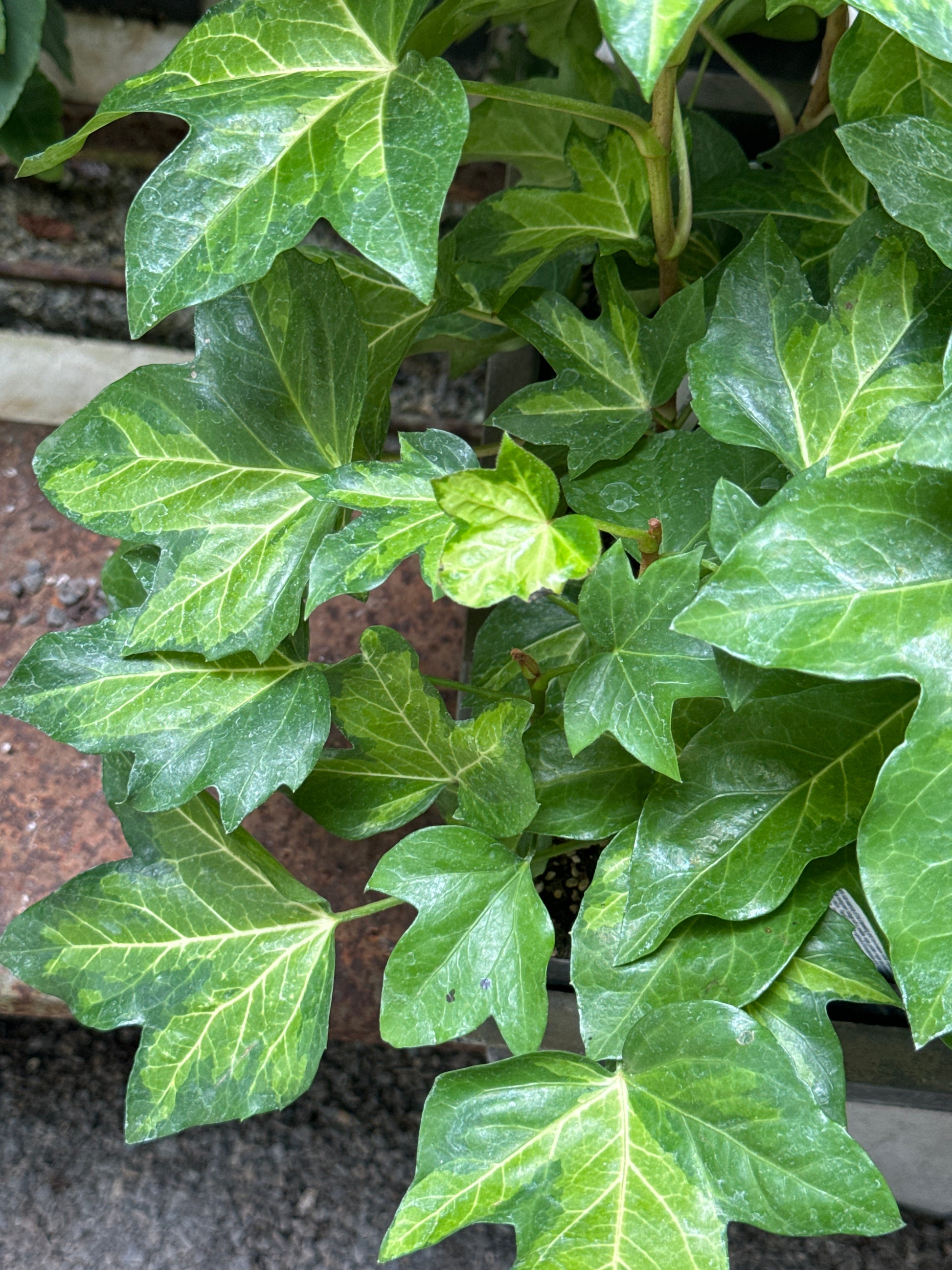 fatshedera indoor plant X Fatshedera 'Gold Heart' – Cistus Nursery