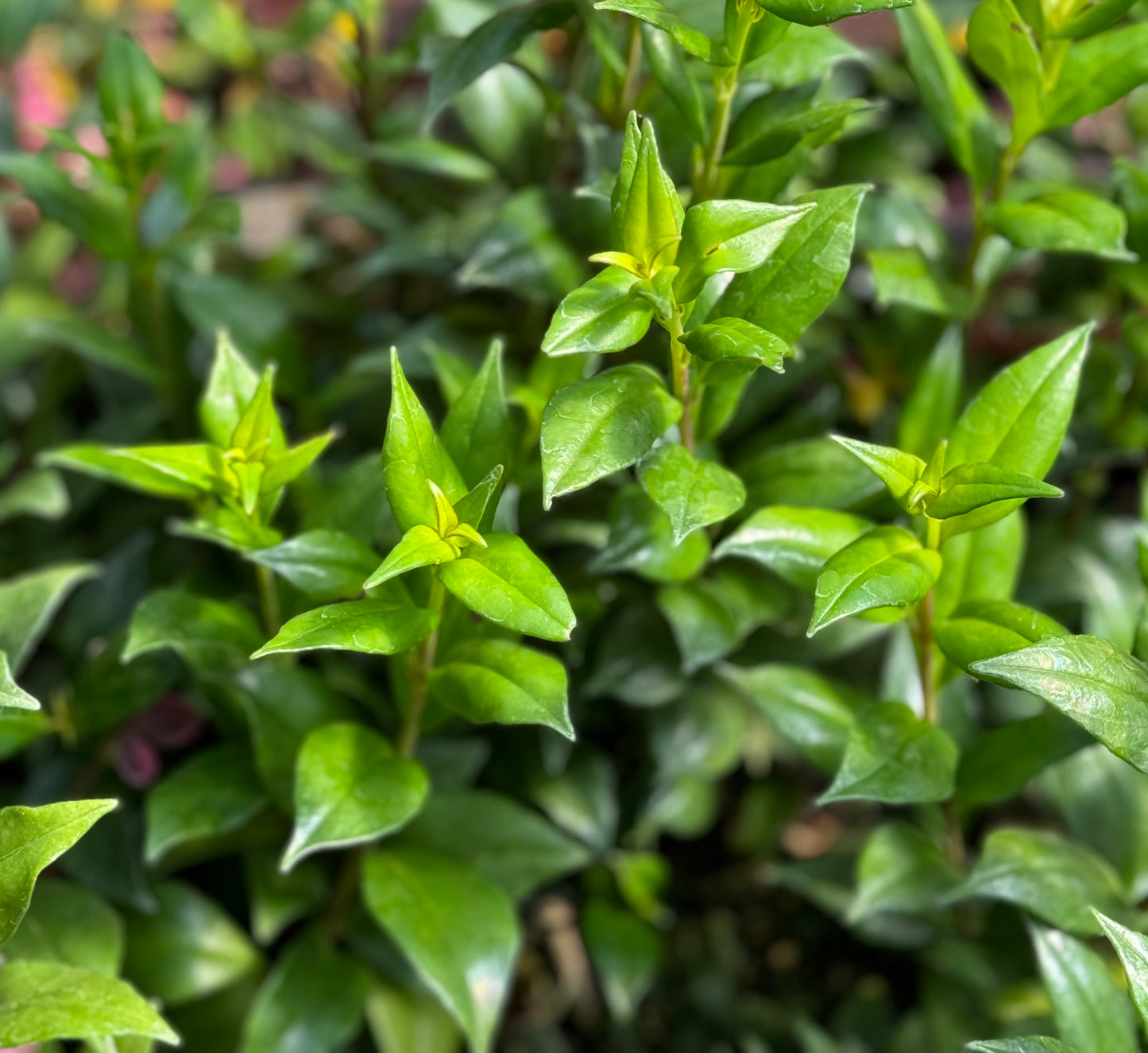 Aeschynanthus garrettii