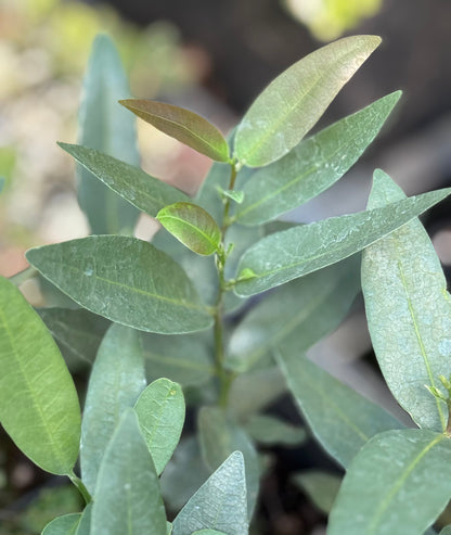 Umbellularia californica var. fresnensis [blue leaves]