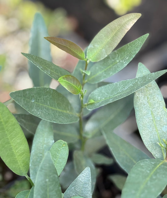 Umbellularia californica var. fresnensis [blue leaves]