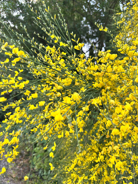 *RETAIL - Genista aetnensis