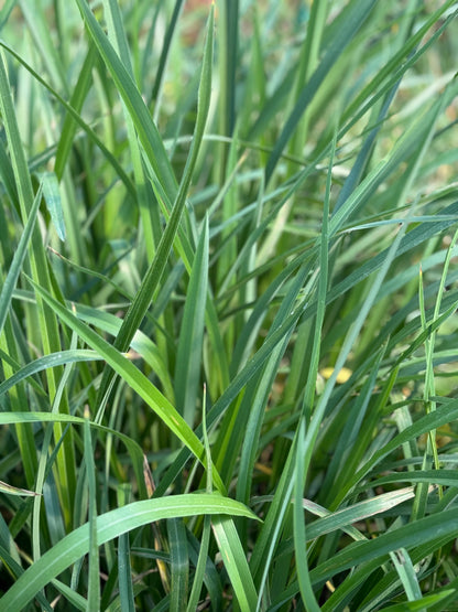 *RETAIL - Phormium cookianum