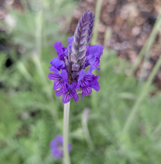 *RETAIL - Lavandula x 'Christiana'