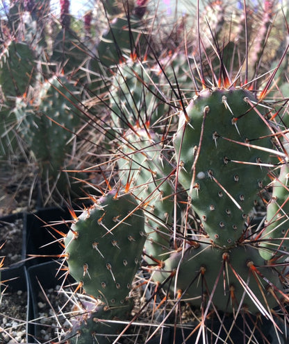 Opuntia 'Dark Knight'