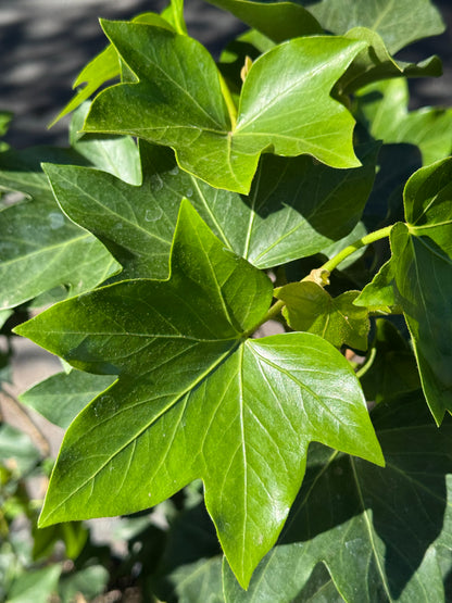 *RETAIL - x Fatshedera lizei