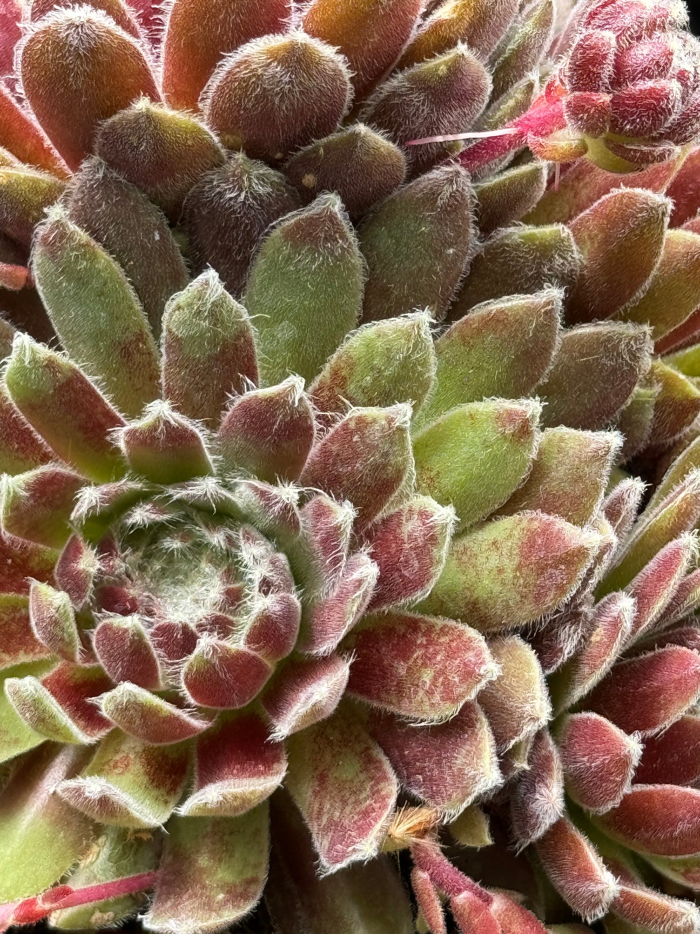 Sempervivum 'Pacific Grace'