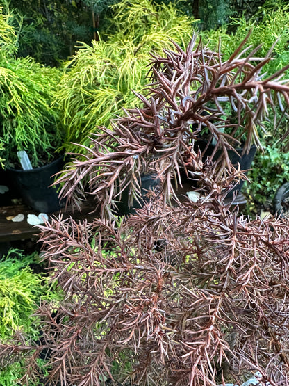 *RETAIL - Cryptomeria japonica 'Elegans'