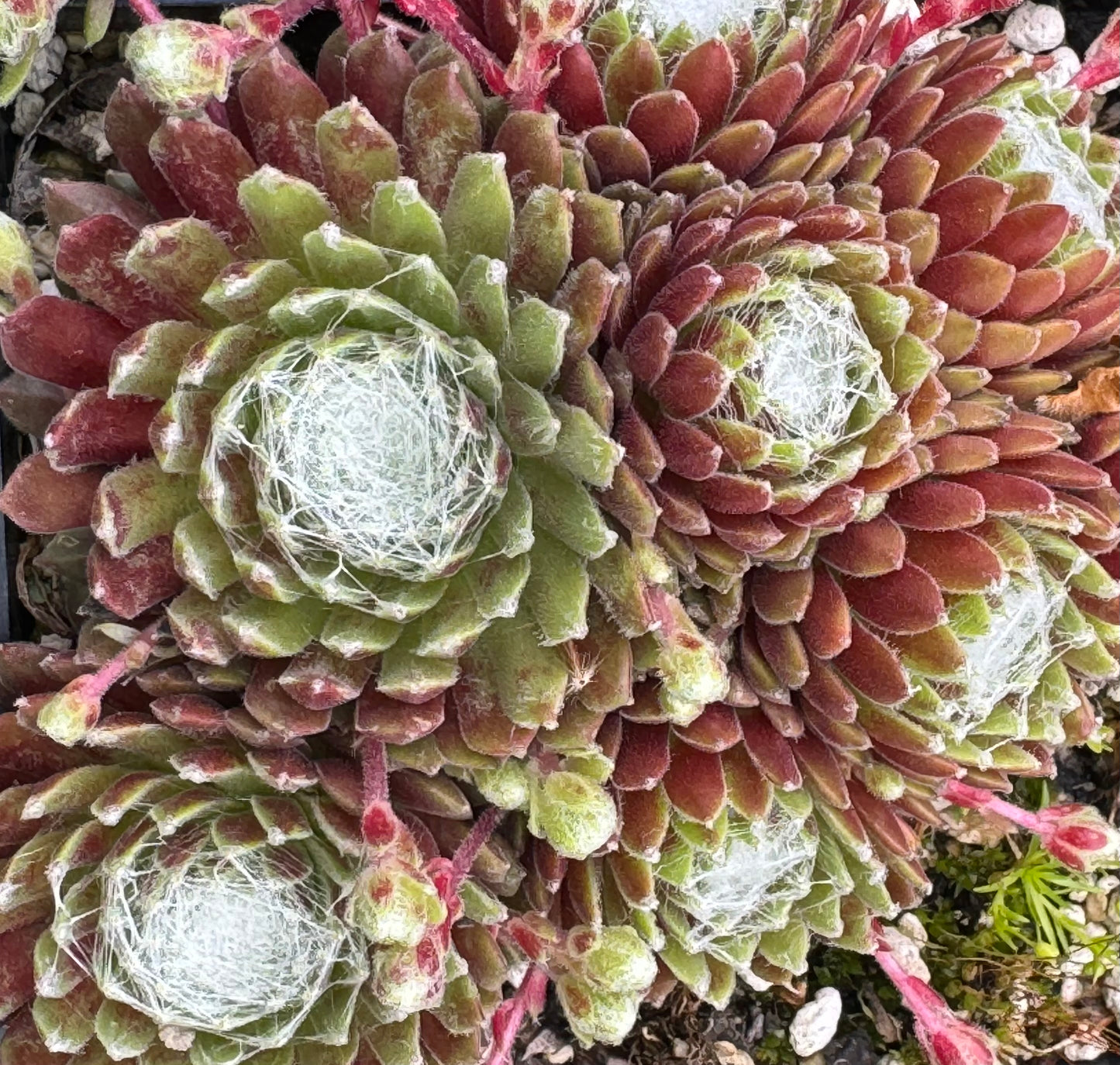 succulent dome Sempervivum 'Super Dome' – Cistus Nursery