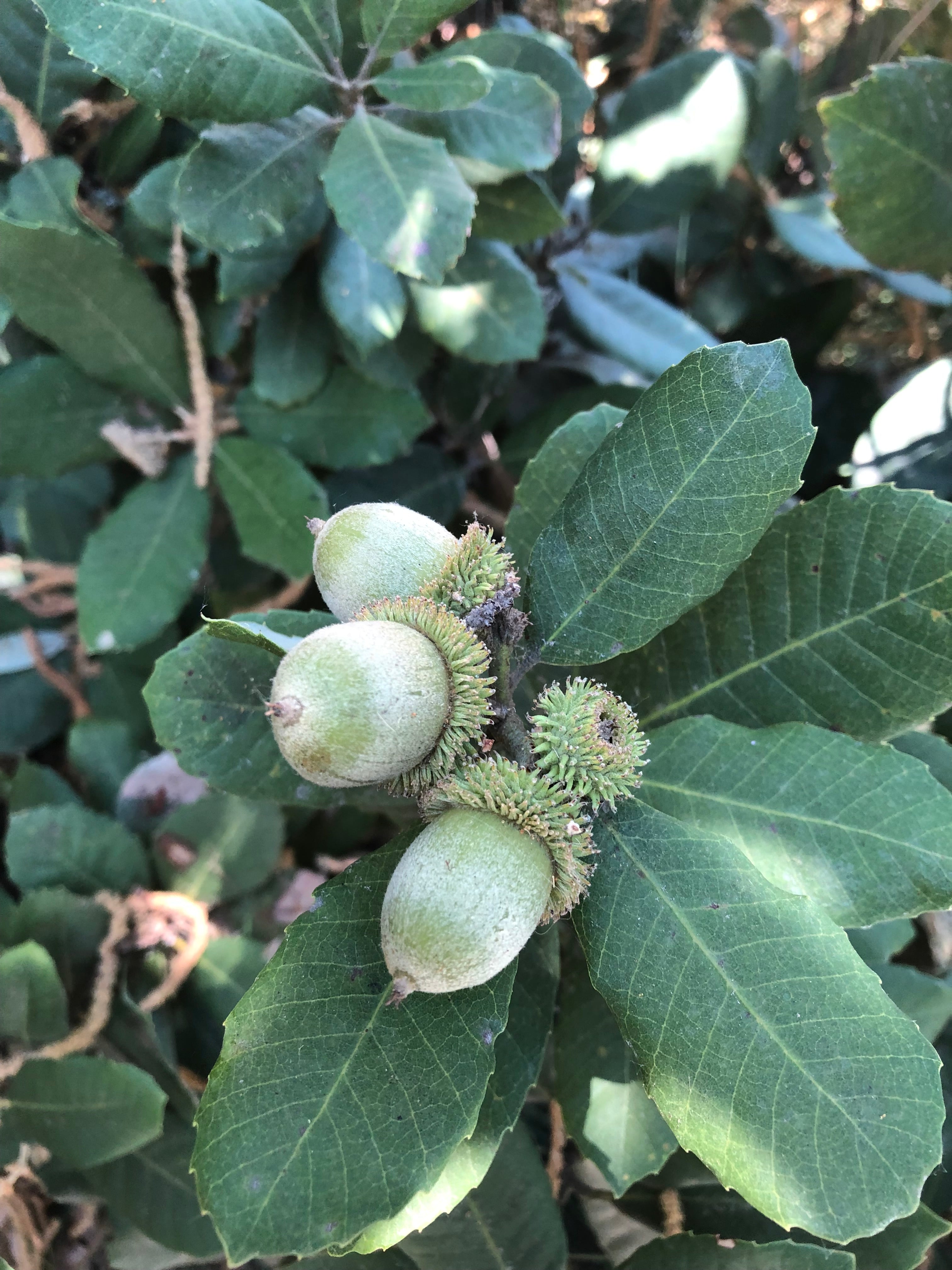 *RETAIL - Notholithocarpus densiflorus [intermediate form] – Cistus Nursery