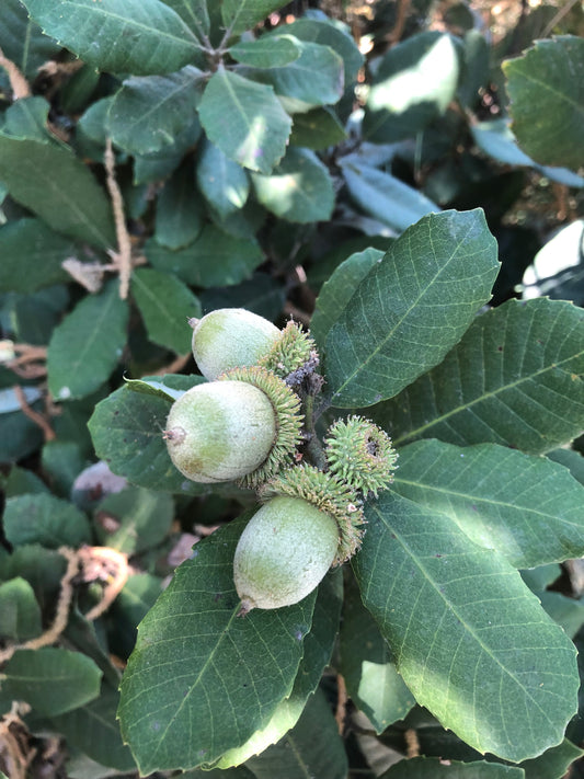 *RETAIL - Lithocarpus densiflorus [intermediate form]