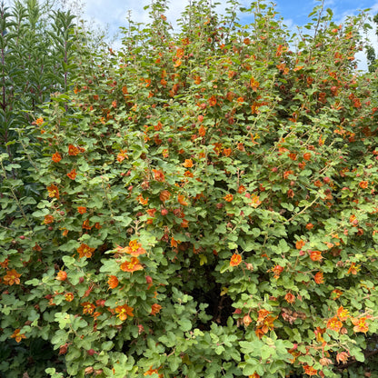 Fremontodendron californicum ssp. decumbens
