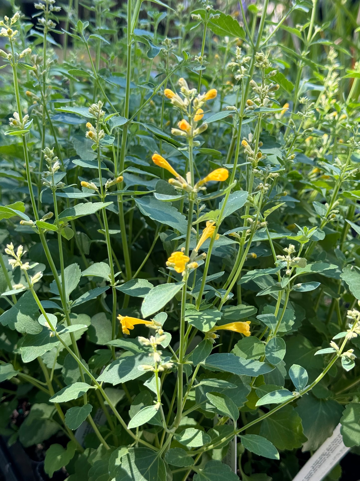 *RETAIL - Agastache 'Arizona™ Sun’