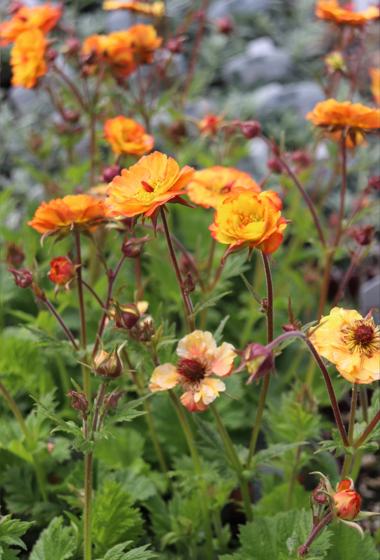*RETAIL - Geum 'Mango Lassi'