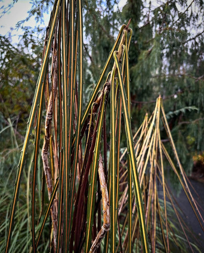 Pseudopanax crassifolius