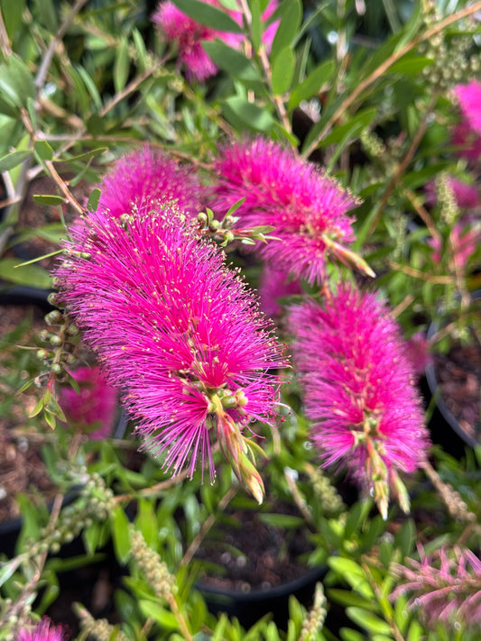 *RETAIL - Callistemon pallidus 'Bob Frank'