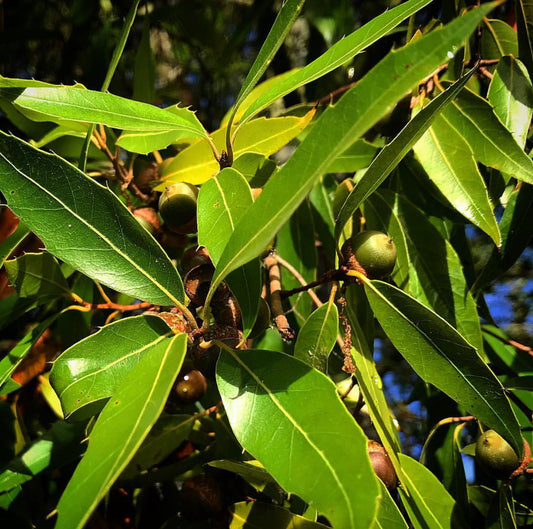 *RETAIL - Quercus affinis