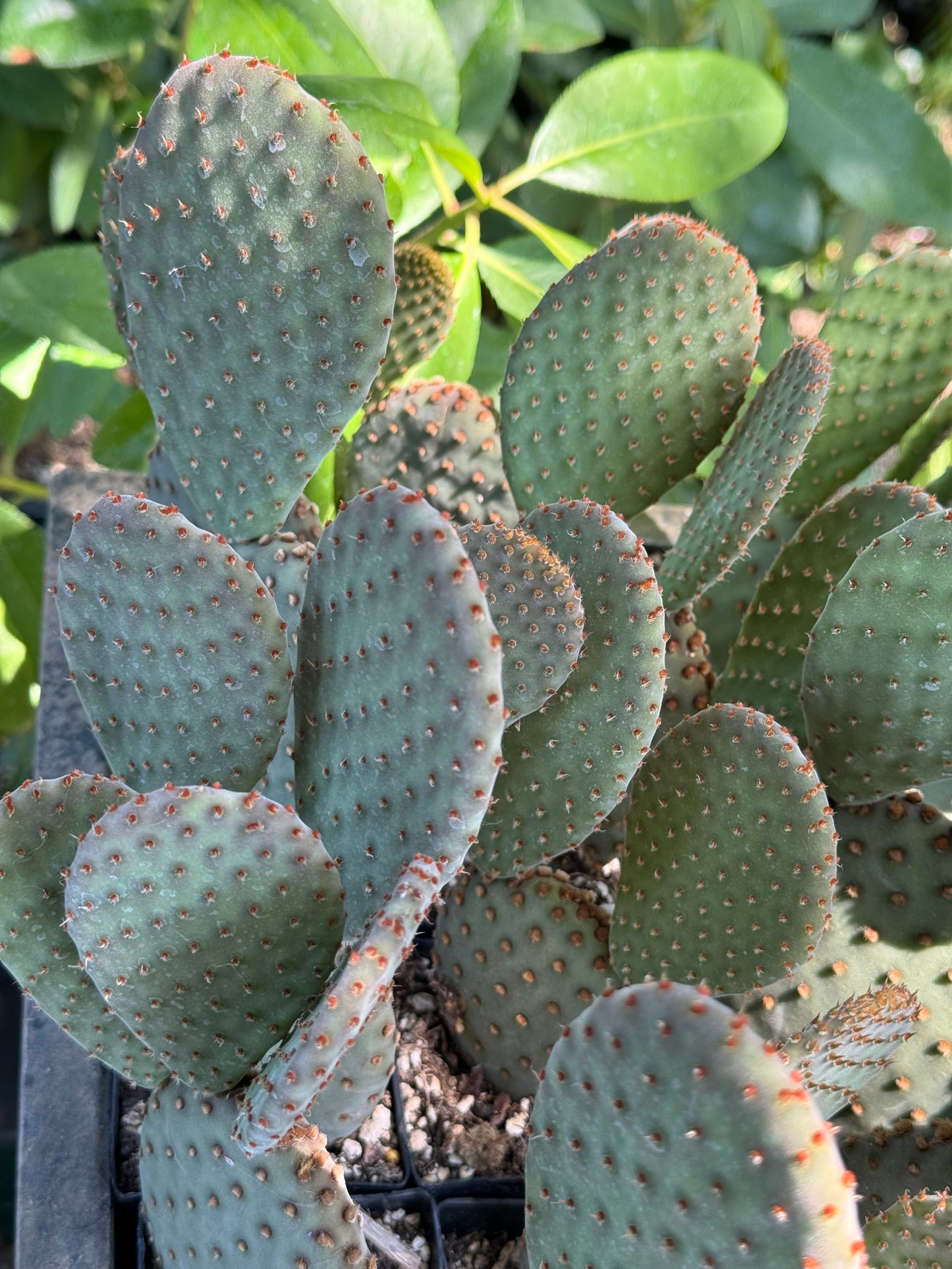 *RETAIL - Opuntia x 'Beaver Rita'