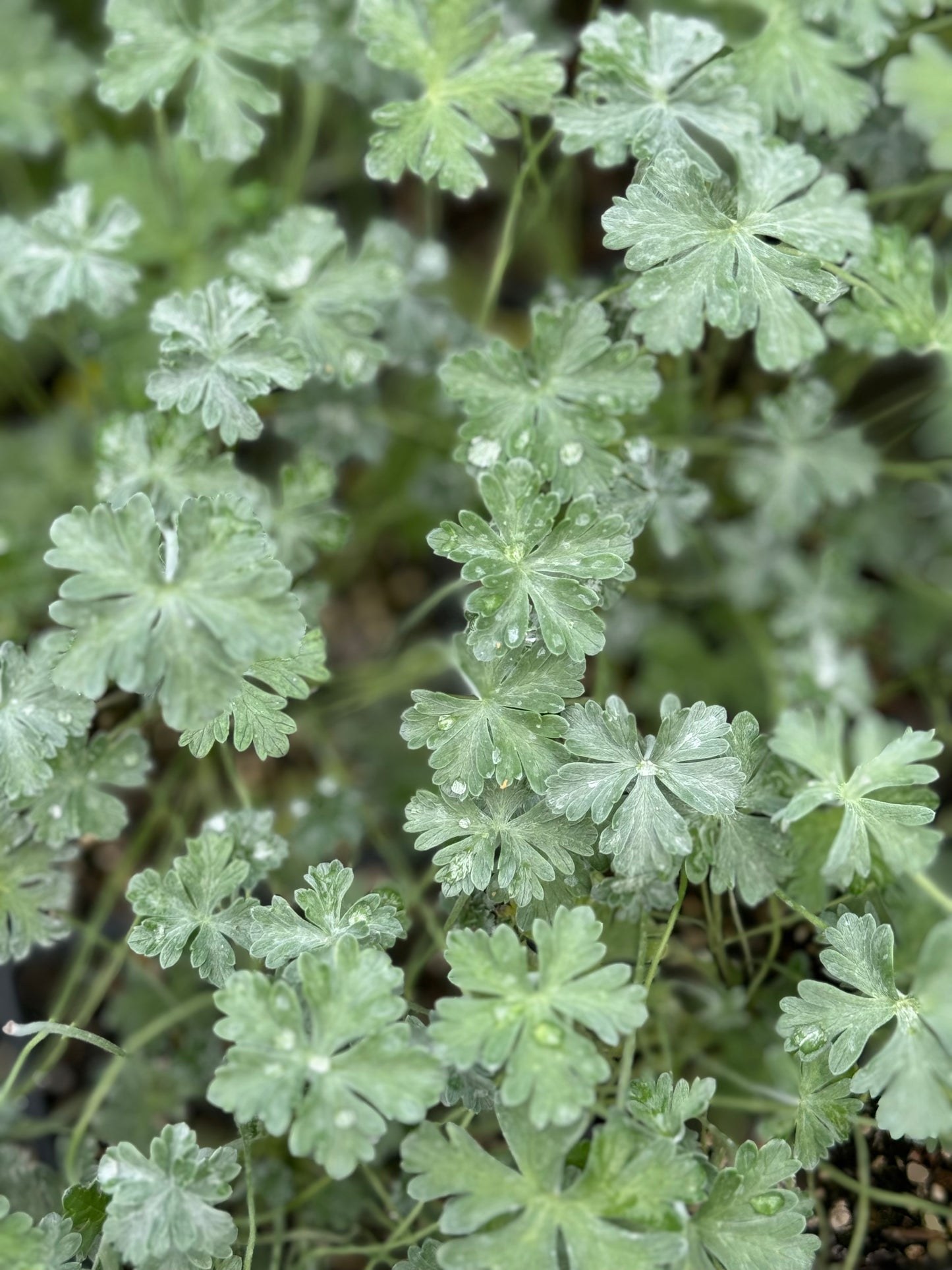 Geranium harveyi