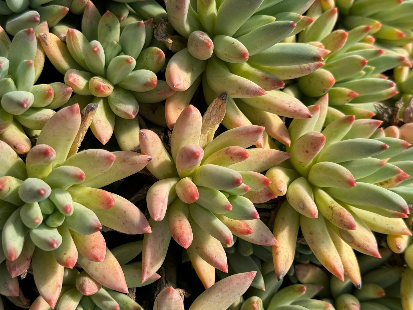 *RETAIL - Pachyphytum hookeri