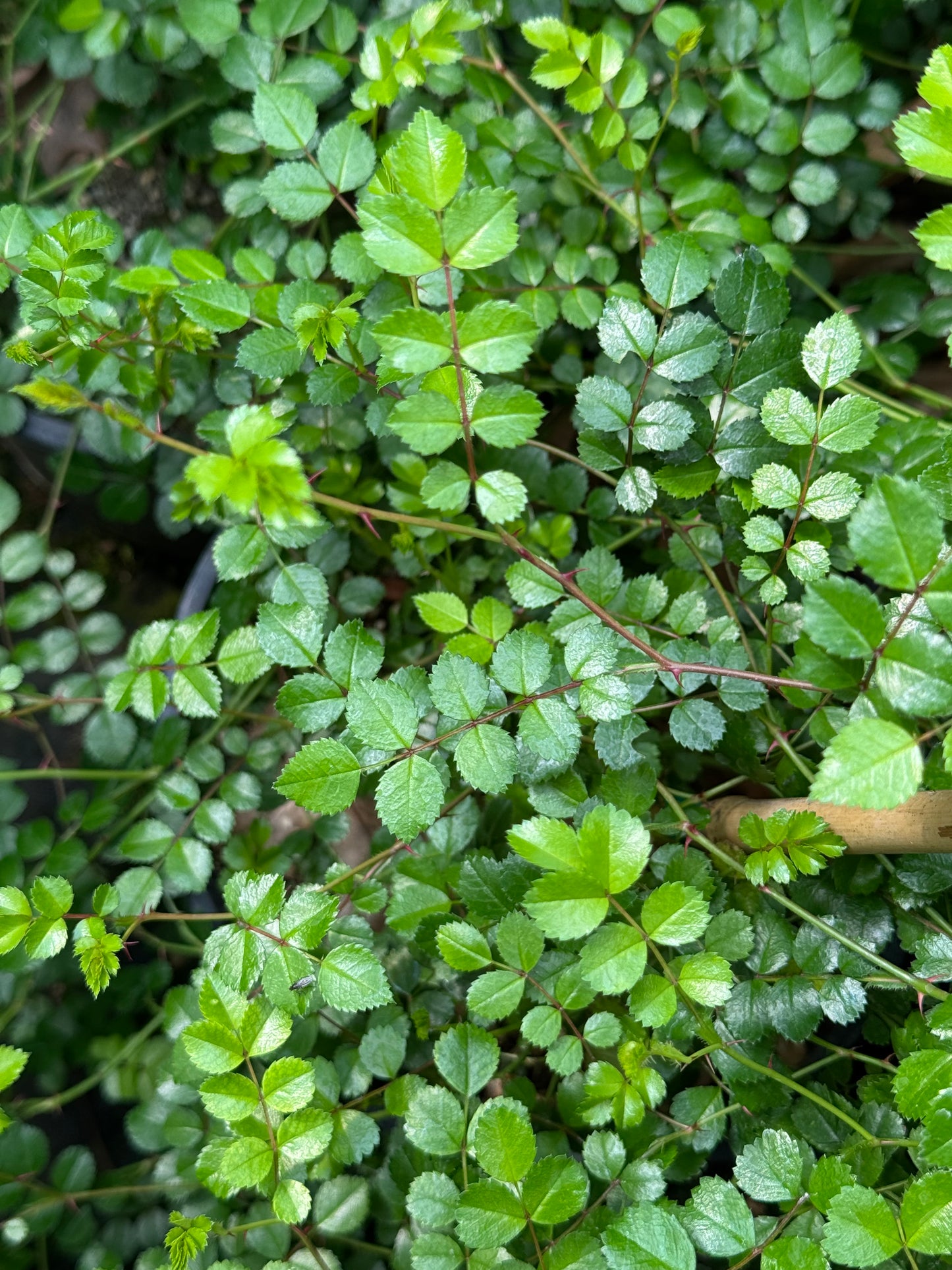 *RETAIL - Rosa lucieae [wichuraiana]
