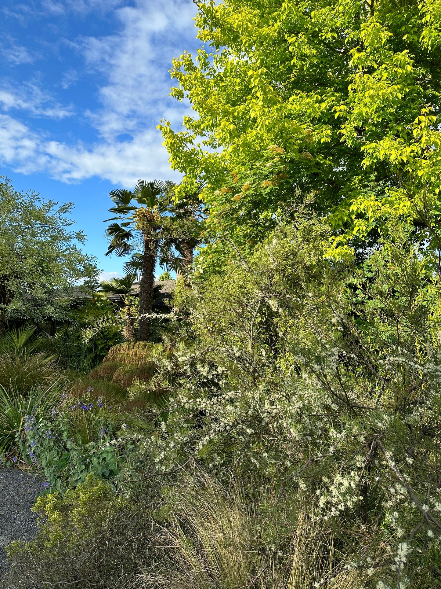 *RETAIL - Hakea lissosperma