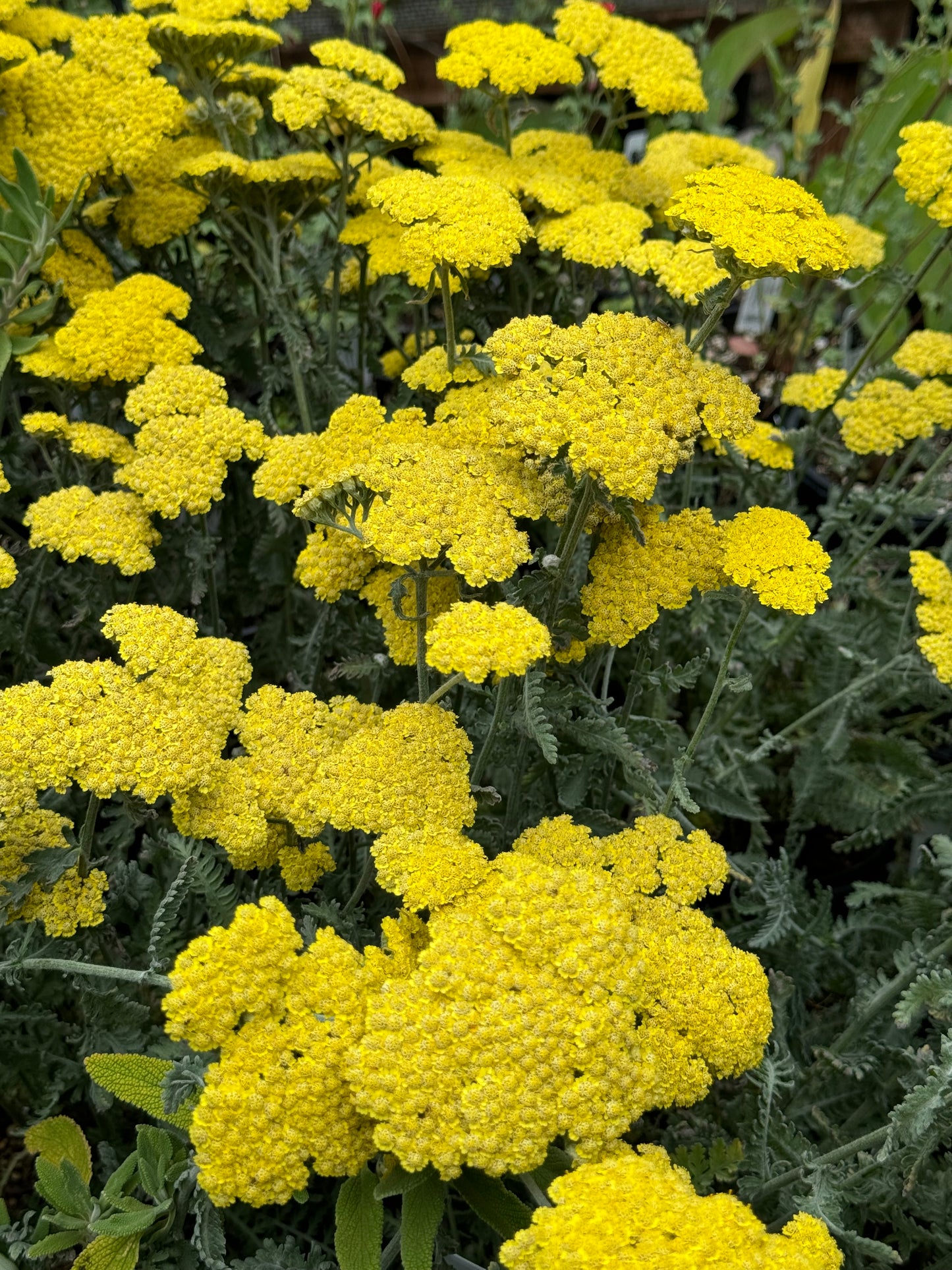 *RETAIL - Achillea 'Moonshine'