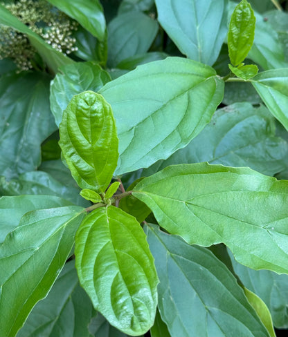 Viburnum cylindricum 'Roy Lancaster'