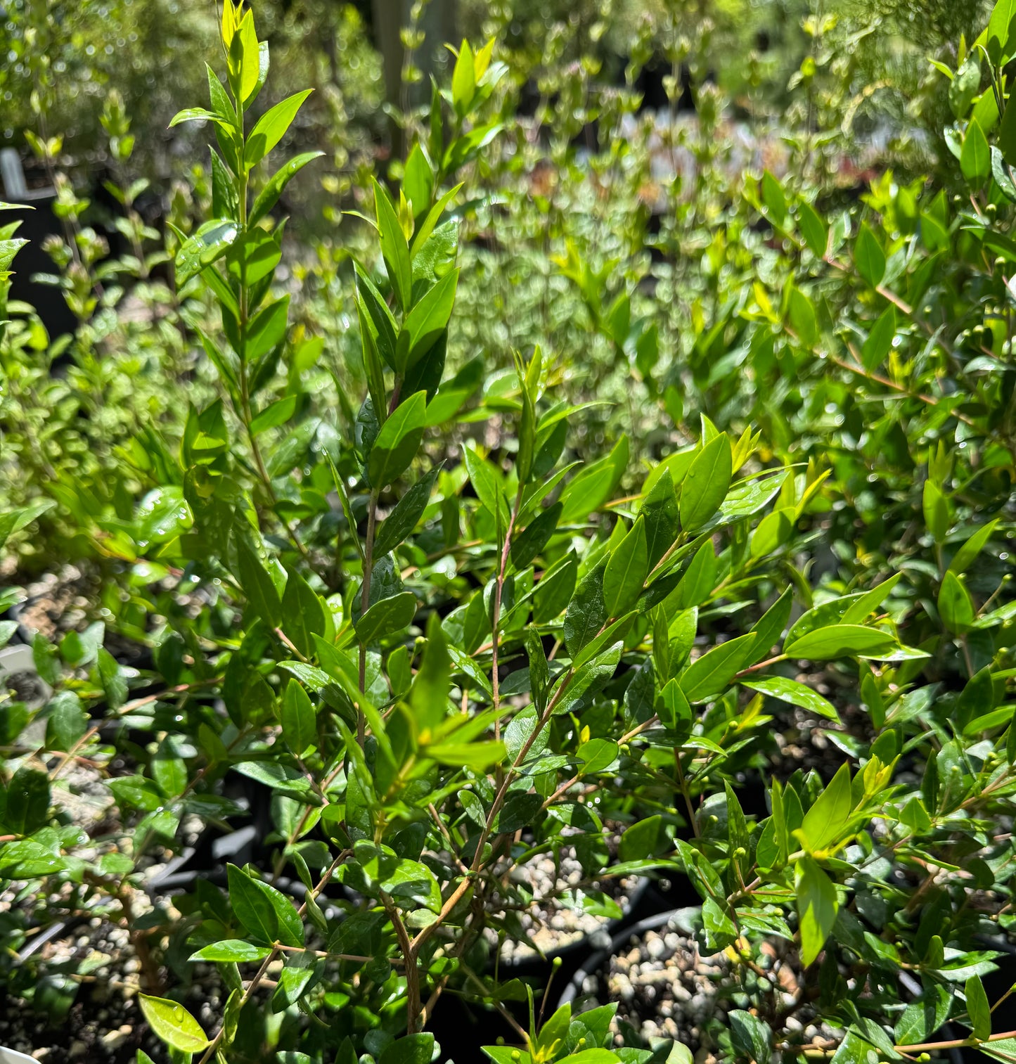 *RETAIL - Myrtus communis 'Andy's Hardy'