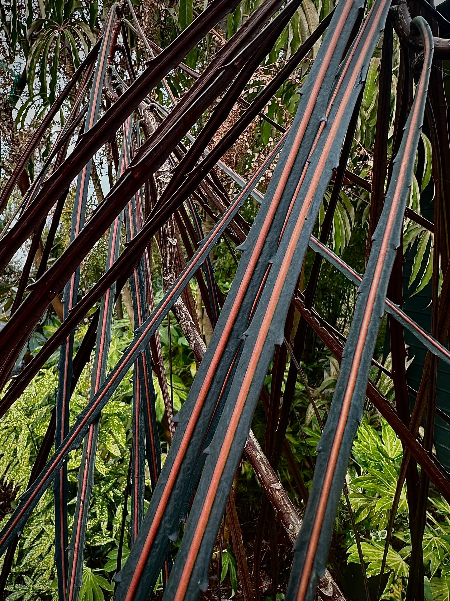 Pseudopanax crassifolius (dark, orange center-striped leaves)