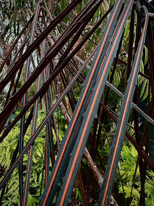 Pseudopanax crassifolius (dark, orange center-striped leaves)