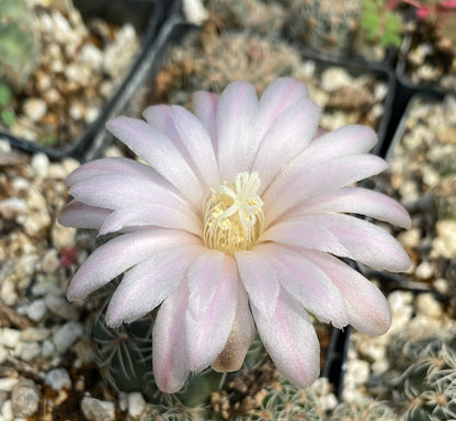 Gymnocalycium bruchii