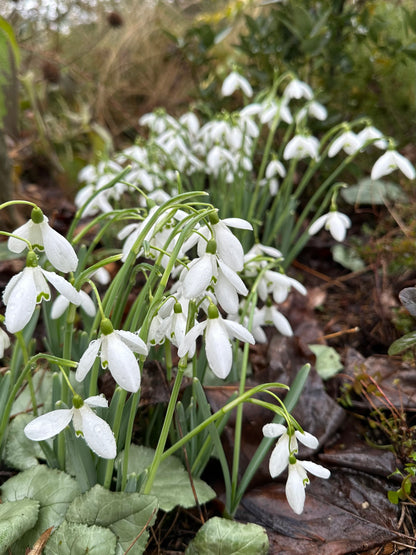 Galanthus reginae-olgae ssp. reginae-olgae