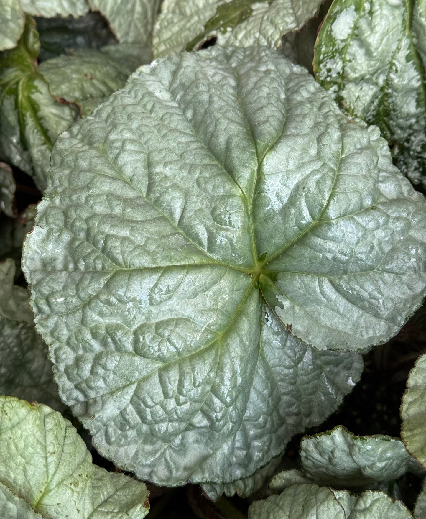 Begonia U489