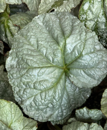 Begonia U489