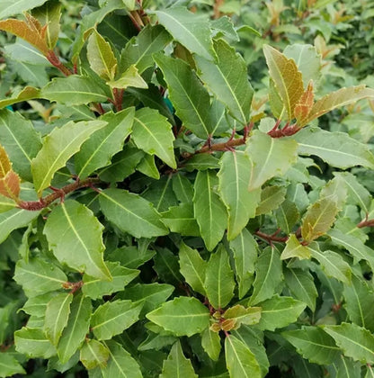 Hydrangea integrifolia