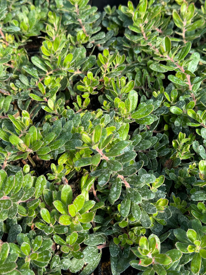 Arctostaphylos edmundsii 'Carmel Sur'