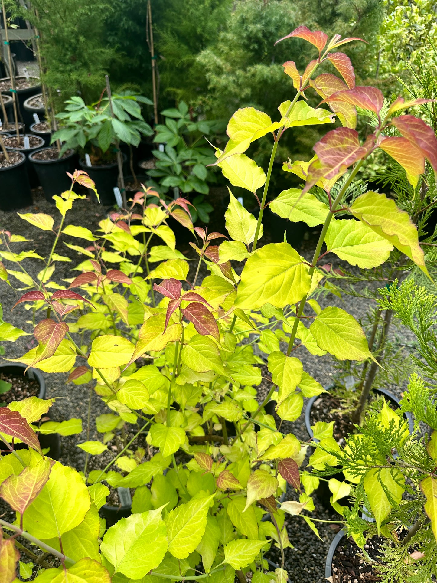 *RETAIL - Leycesteria formosa 'Golden Lanterns'