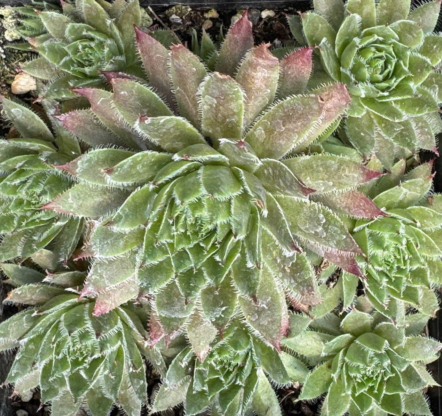 Sempervivum 'Rojin'