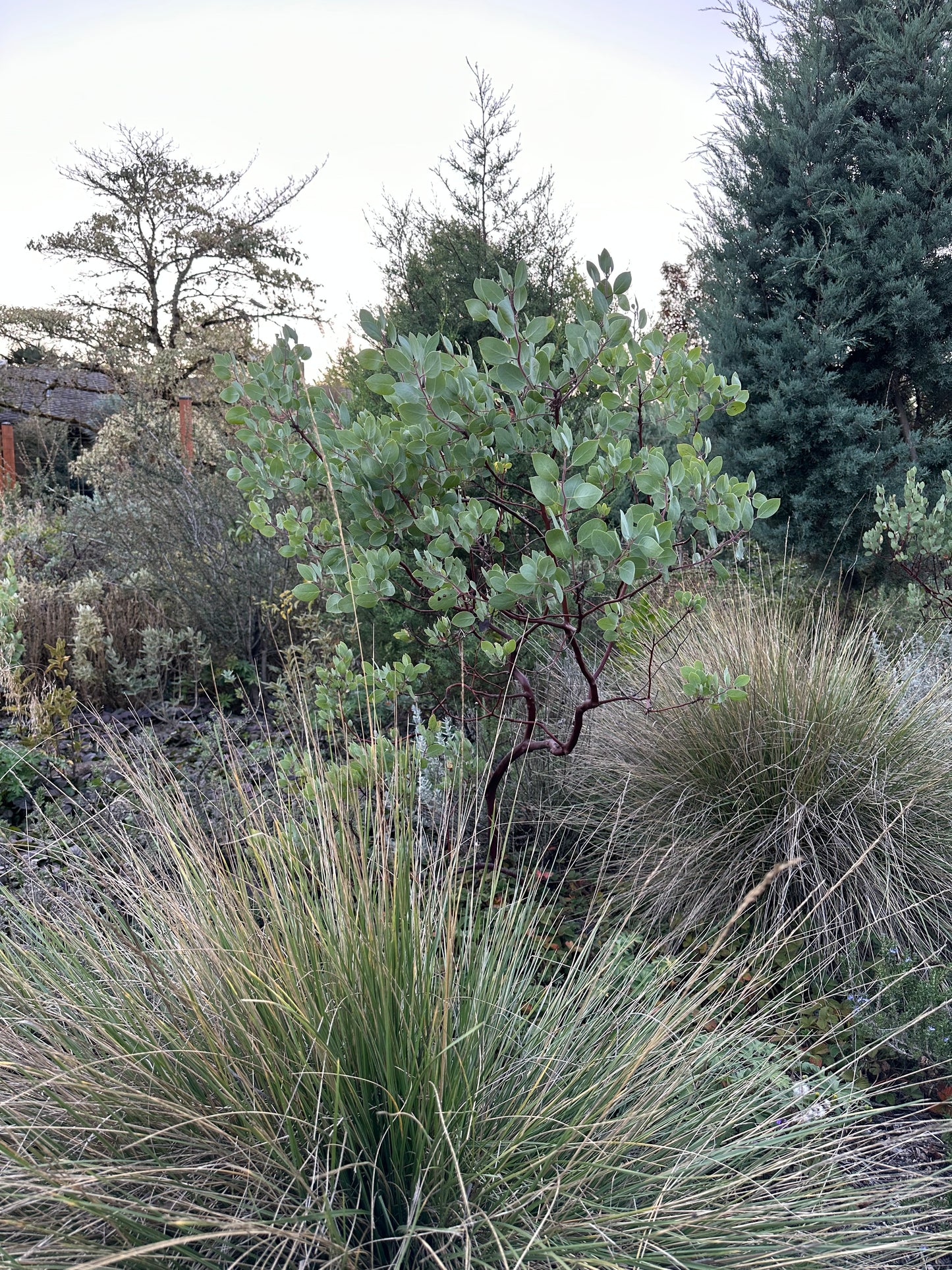 *RETAIL - Festuca mairei