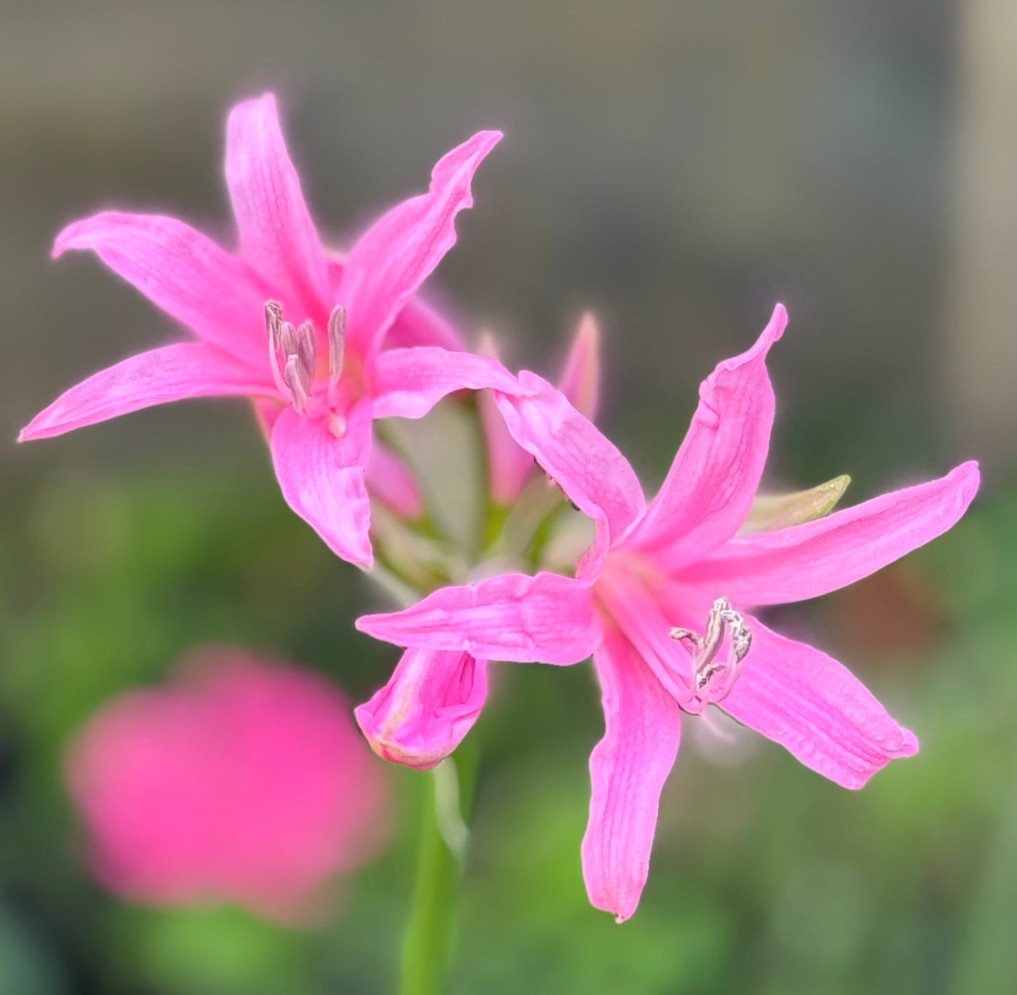 Nerine filifolia